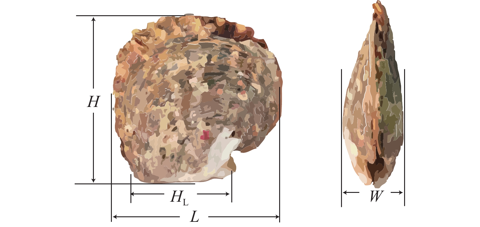 不同地理群体珠母贝各表型性状的相关性分析